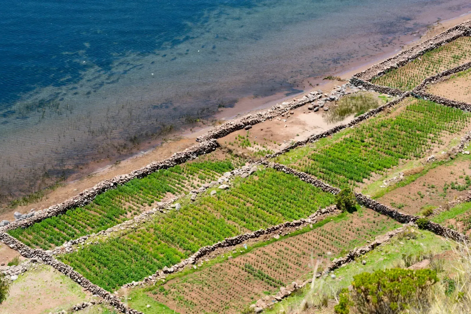 Andenes de cultivo sobre el lago