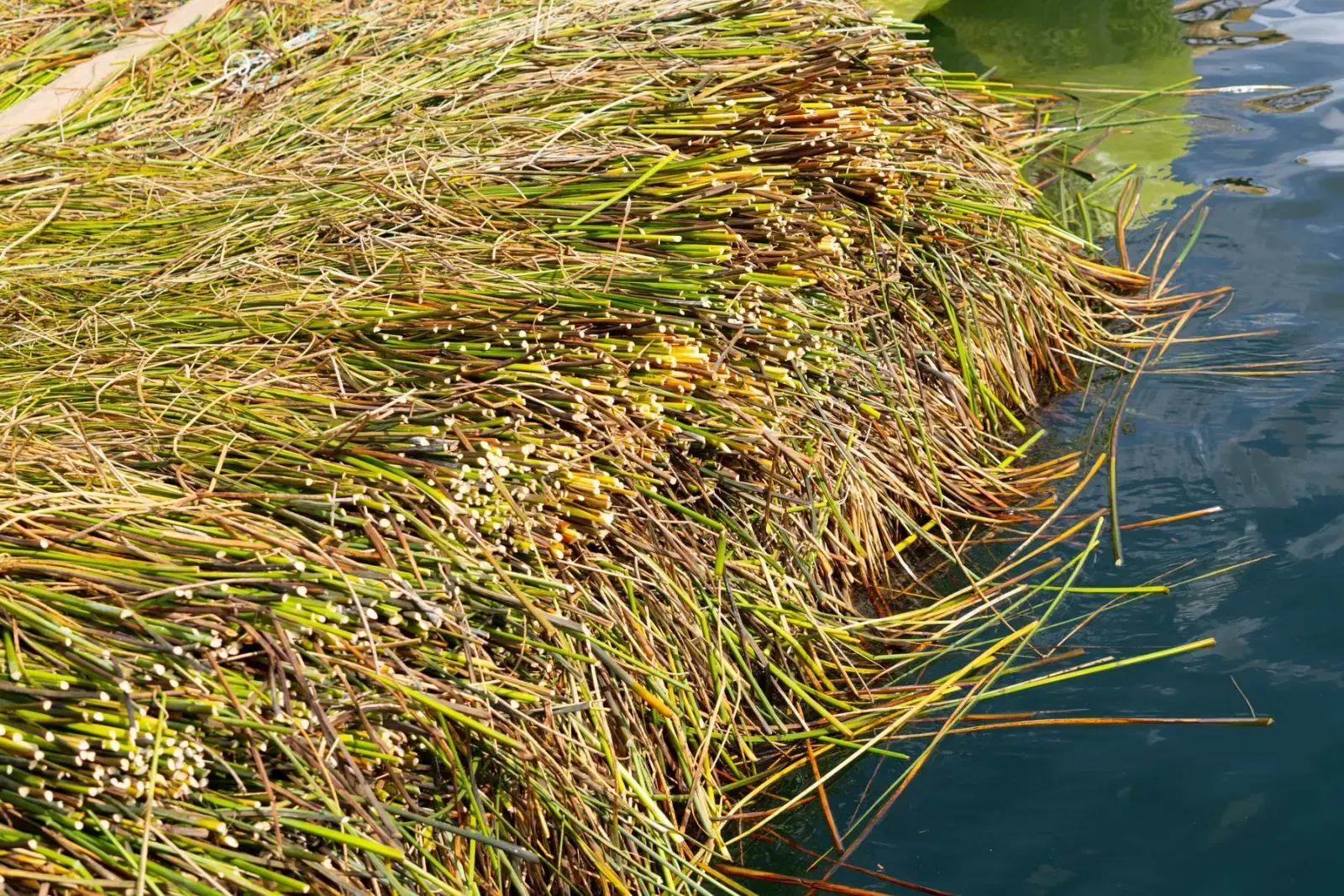 La orilla del Titicaca